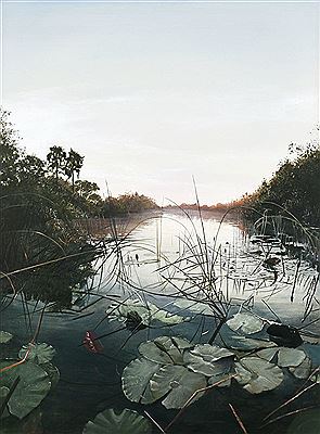 Water Lillies