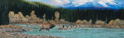 Elk