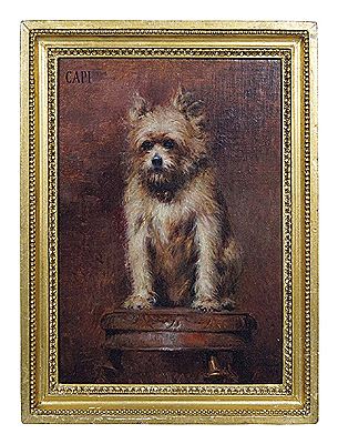 A terrier ‘Capri’