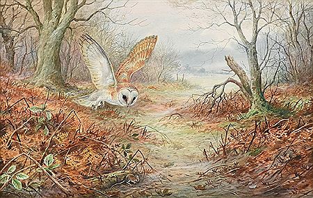 Barn Owl