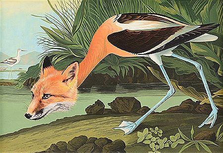 "Foxbird"