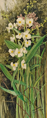 Compositions of Wildflowers and Grasses (2)