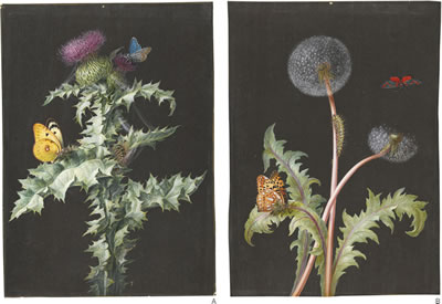 A PAIR OF BOTANICAL STUDIES: A) THISTLE WITH BUTTERFLIES AND A CATERPILLAR B) DANDELION WITH BUTTERFLIES AND A CATERPILLAR (2)