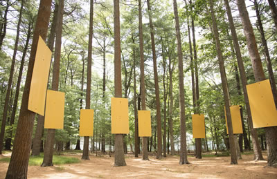 THE FOREST