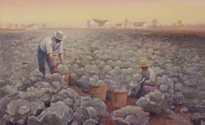 CABBAGE FIELD HARVEST