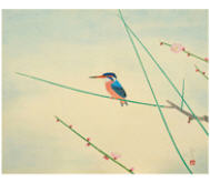 Common Kingfisher