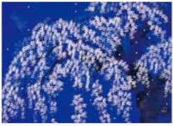 Cherry Blossoms at Night