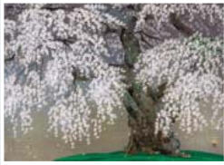 Cherry Blossoms by Chinami Nakajima - Auction record, sale price, and art valuation. Compare with similar artists and explore comparable artworks.