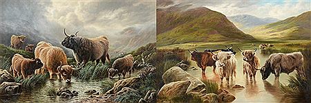 Highland cattle watering pair