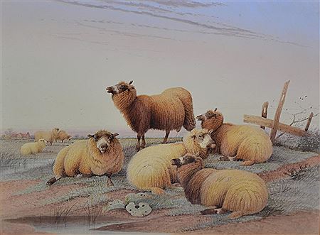 SHEEP IN THE AVON MEADOWS
