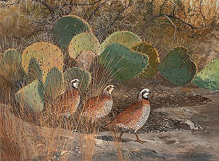 Quail Family
