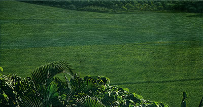 Sample artwork by Ming Chang Huang (Born 1952), known for painting - View similar artists and auction records